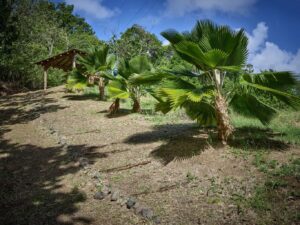 palmiers