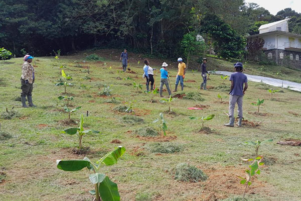 Amylactiv Agro écologie agro foresterie