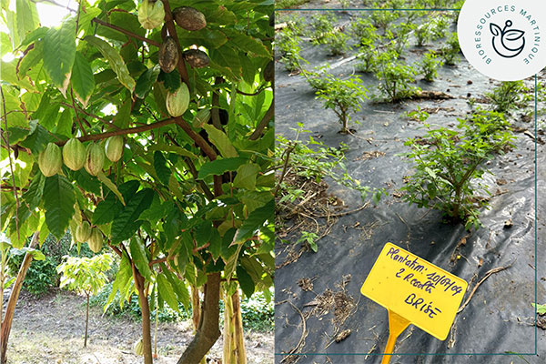 Expérimentation CAP cacaoyers